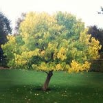Gene Todd - @euroicks - Instagram