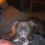 Gene Whaley - @boxer.912 - Instagram