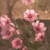 genevayoder - @allan_gi - TikTok