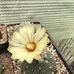 Greenhouse on Gazelle - Facebook