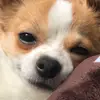 Peanut & General Washington - @chloekznyc - TikTok