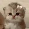 Genesis Romero - @genesis.romero495 - TikTok