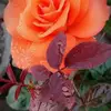 genevafallisone - @genevafallisone - TikTok