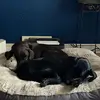 Bella, Geneva, and Piper! - @dobmeyerpups - TikTok