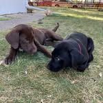 Geneva, Piper, and Bella - @dobmeyerpups - Instagram