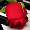 genevasteele588 - @genevasteele588 - TikTok