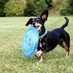 Geneva R. Weaver - @dachshund.cutest - Instagram
