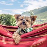 Geneva K. Donnelly - @_geneva_yorkshireterrier_ - Instagram