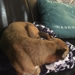 Genevieve Schroeder-Arce - @kawaiiclaw47 - Instagram