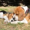 🐾 Bailey & Genevieve 🐾 - @baileyxgenevieve - TikTok