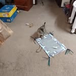 Genevieve Bennett - @lifehacksafterphysicalabuse - Instagram