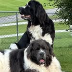 Genevieve Davis - @overthemoonnewfoundlands - Instagram