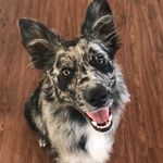 Genevieve Gray - @aussieginnygray - Instagram