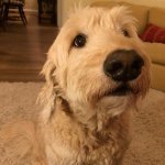 genevieve mitchell🐶 - @vieve.the.dog - Instagram