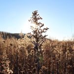 Genevieve Young - @genevieveyoungpoetry - Instagram