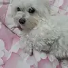 Gennaro Cavallo - @gennaro.cavallo1 - TikTok