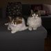 Genny Williams - Facebook