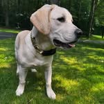 Geno Miller - @genothewhitelab - Instagram