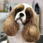 🌟Gentle Star kennel 🌟 - @gentlestar_cavaliers - Instagram