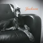 Jackson - @gentlegiantjackson - Instagram