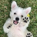 Gentry Rutledge Morris - @gentrythewestie - Instagram