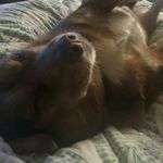 puppy's - @rusty_katie_bp_gentry_pierce - Instagram
