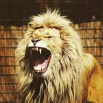 The lion geo - @geo_romania - Instagram