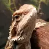 geoffrey.dyer - @geoffrey.dyer - TikTok