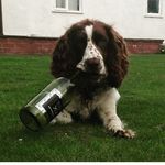 Geoff Evans - @geoff_spaniel - Instagram