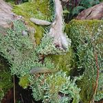 Geoff Hunt - @geoffwildgardendesign - Instagram