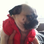 Geoff Jackson - @muttlyj - Instagram
