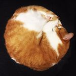 Geoff MacDonald - @gmacdonalduoft - Instagram