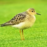 Geoffrey Newell - @geoffrey.newell.birds - Instagram