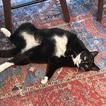 Geoff Palmer - @onlycatpicturez - Instagram