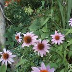 Geoff Reed - @dadreed01 - Instagram