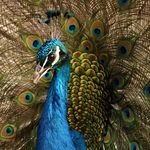 Geoff Saunders-Mackay - @wildlife_with_g - Instagram