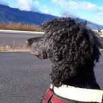 Geoff Sharp - @geoffasharp68 - Instagram