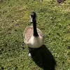 Geese Of Warwick University 😎 - @geese.of.warwick - TikTok
