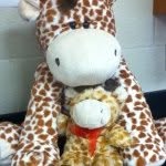 Geoffrey & Bentley - @giraffes_r_us_ - Instagram