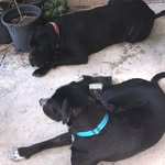 Jeffrey & Bentley - @jb_doublethetrouble_dogs - Instagram