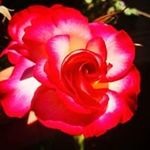 Geoffrey Edge - @edgegeoffrey - Instagram