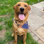 The adventures of Geoffrey! - @geoffrey_foxred_lab - Instagram