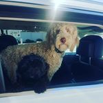 Geoffrey & Frank - @geoffrey_and_frank - Instagram