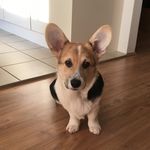 Geoffrey Frank - @geoffreyfrank_corgi - Instagram