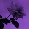 Jeffrey Larkin - @jeffreylarkin - TikTok