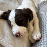 Geoffrey the Springer Spaniel - @geoffreythespringerspaniel - Instagram