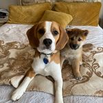 Geoffrey 🐕 & Walter 🐶 - @geoffrey.and.walter - Instagram
