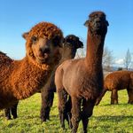Ike Geoffrey Walter & Napoleon - @meetthepacas - Instagram