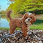 George Abboud The Cavapoo - @cavapoogeorgiepoo - Instagram