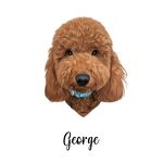 𝔾𝕖𝕠𝕣𝕘𝕖 𝔸𝕝𝕖𝕛𝕒𝕟𝕕𝕣𝕠 🐾 - @minigoldendoodle_george - Instagram